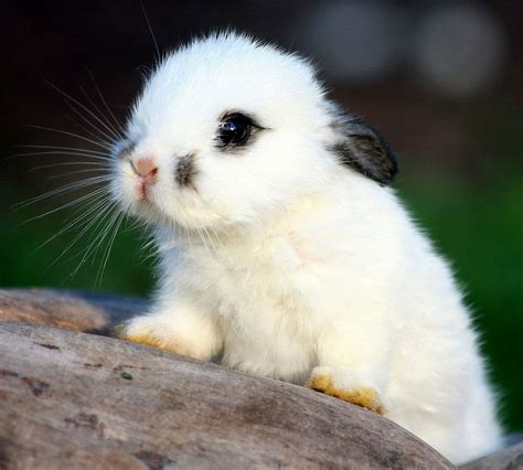 adorable bunny rabbit|cutest bunny photos.